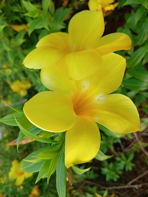 gambar-bunga-alamanda gambar-bunga-alamanda