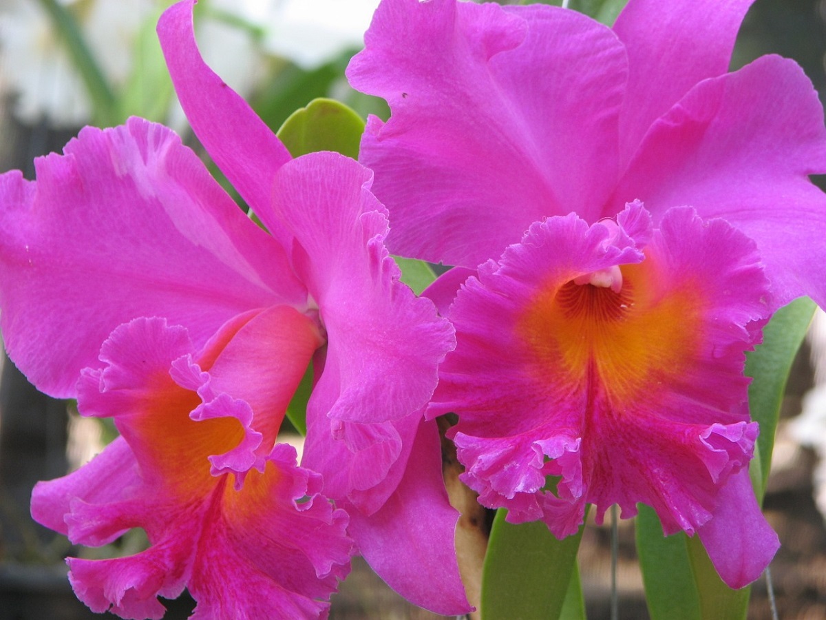 bunga-anggrek-cattleya bunga-anggrek-cattleya