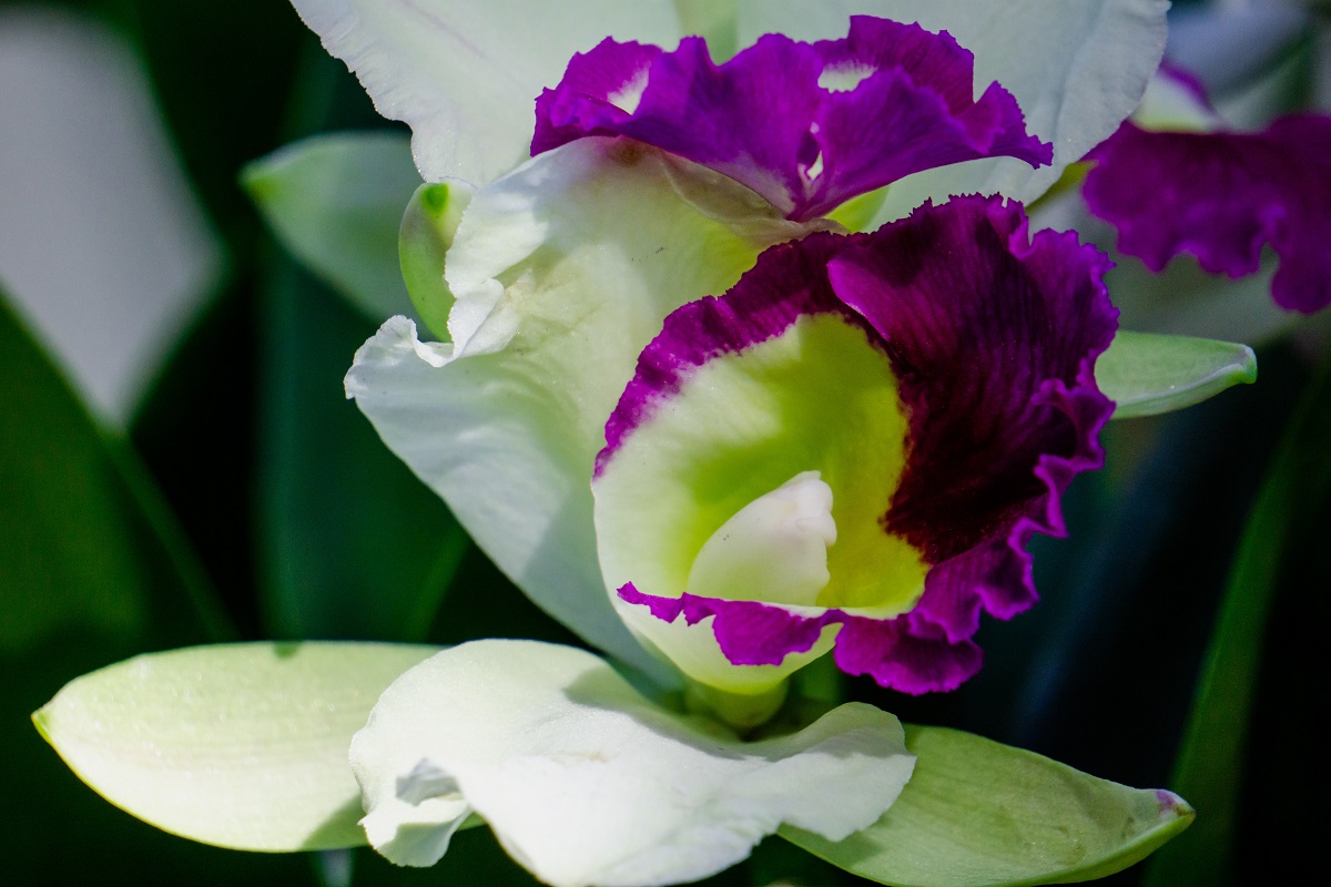 bunga-cattleya bunga-cattleya