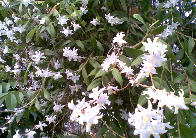 anggrek merpati putih anggrek merpati putih