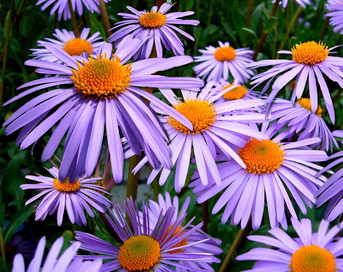 bunga aster bunga aster