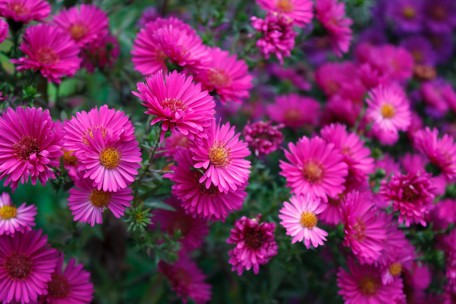 cara menanam bunga aster cara menanam bunga aster