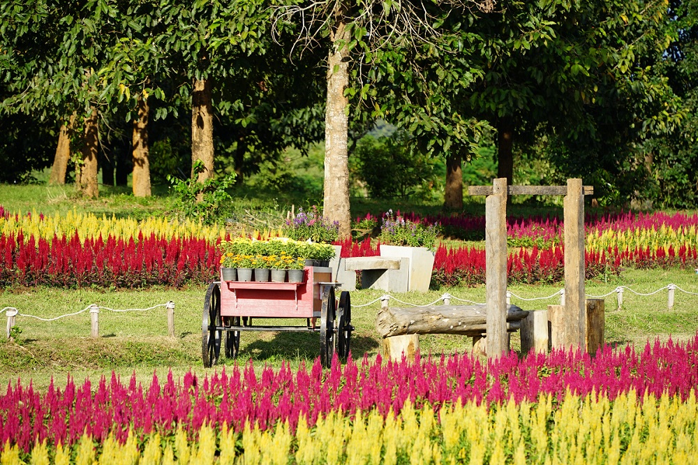 taman celosia taman celosia