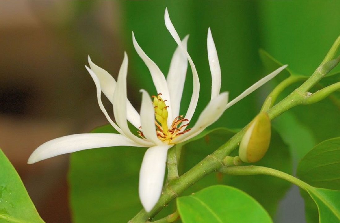 bunga cempaka bunga cempaka