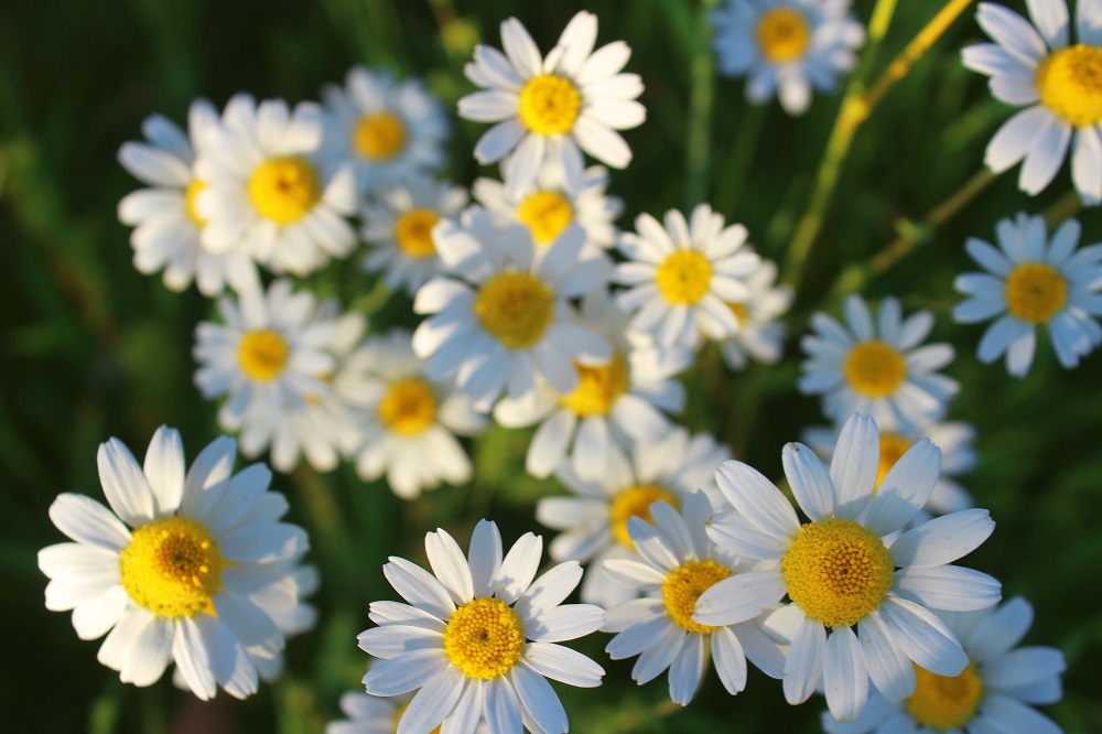 bunga chamomile bunga chamomile