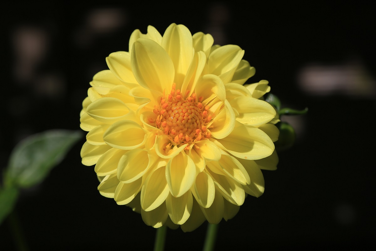 gambar bunga : dahlia gambar bunga : dahlia