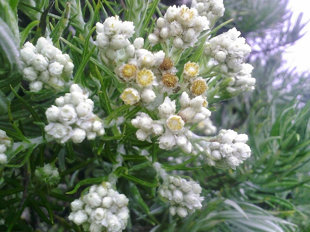 bunga edelweiss bunga edelweiss