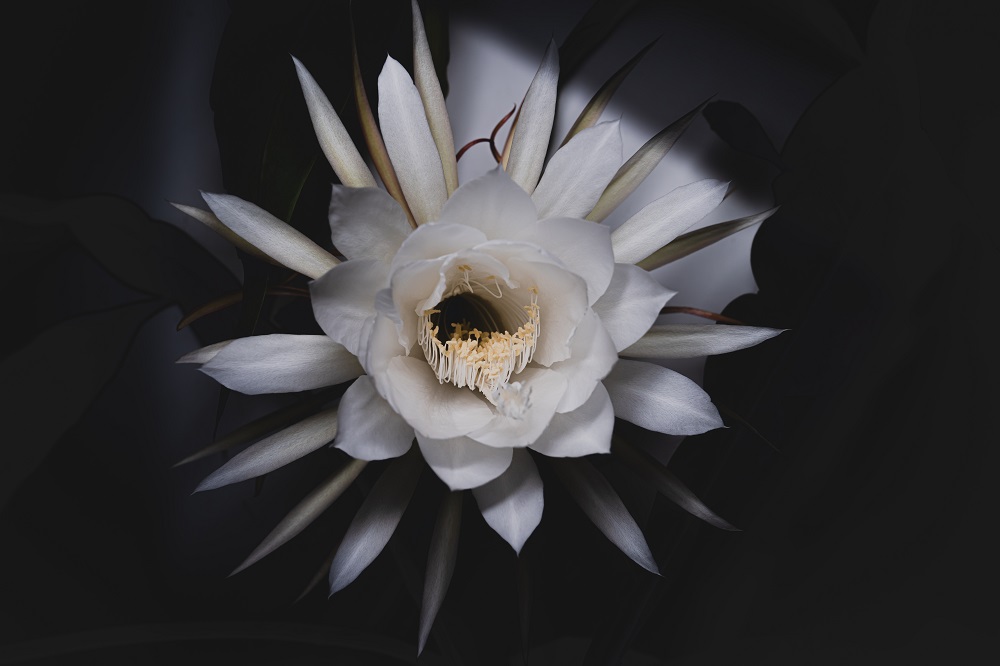 kadapul bunga kadapul bunga