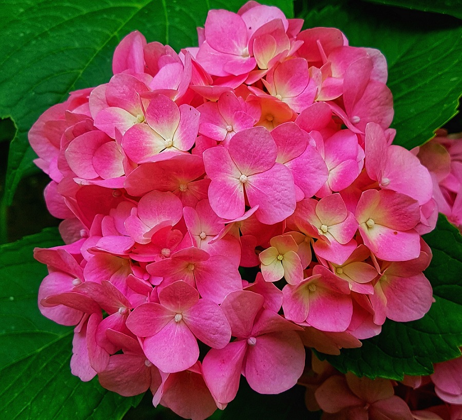 gambar-bunga-geranium gambar-bunga-geranium