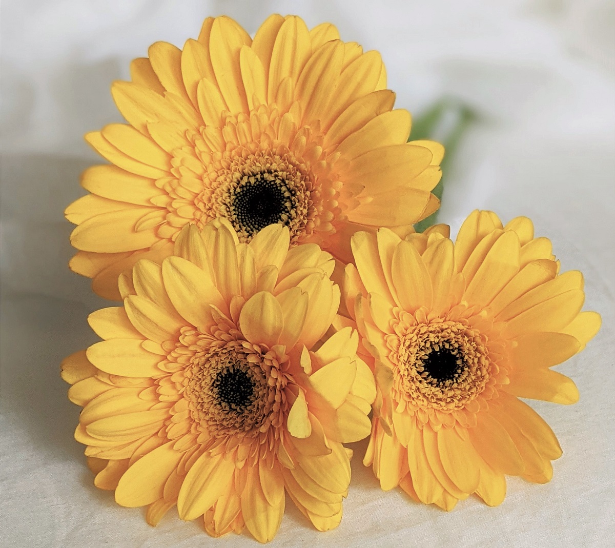 bunga gerbera warna kuning bunga gerbera kuning