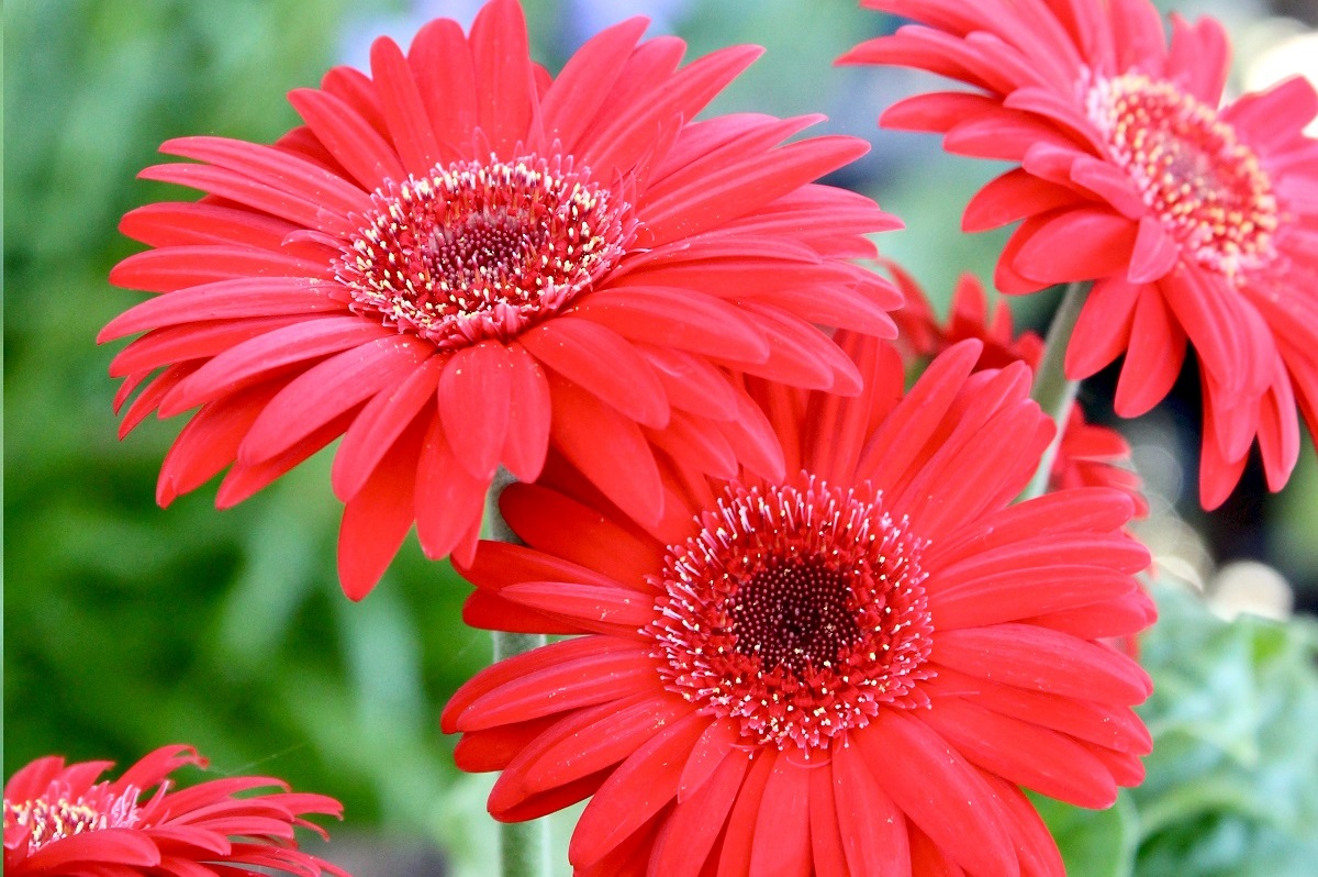 bunga gerbera warna merah bunga gerbera merah