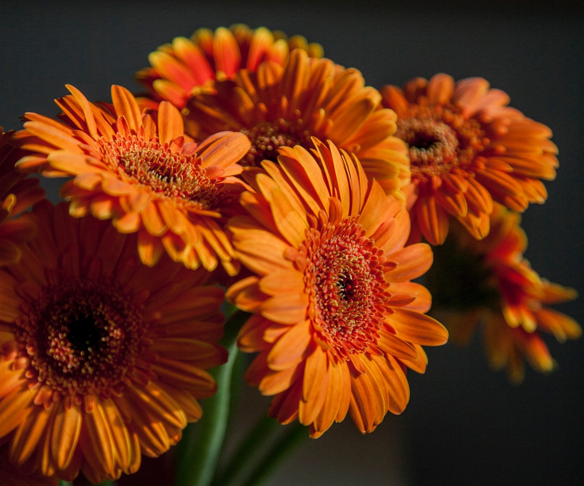 bunga gerbera oranye bunga gerbera oranye