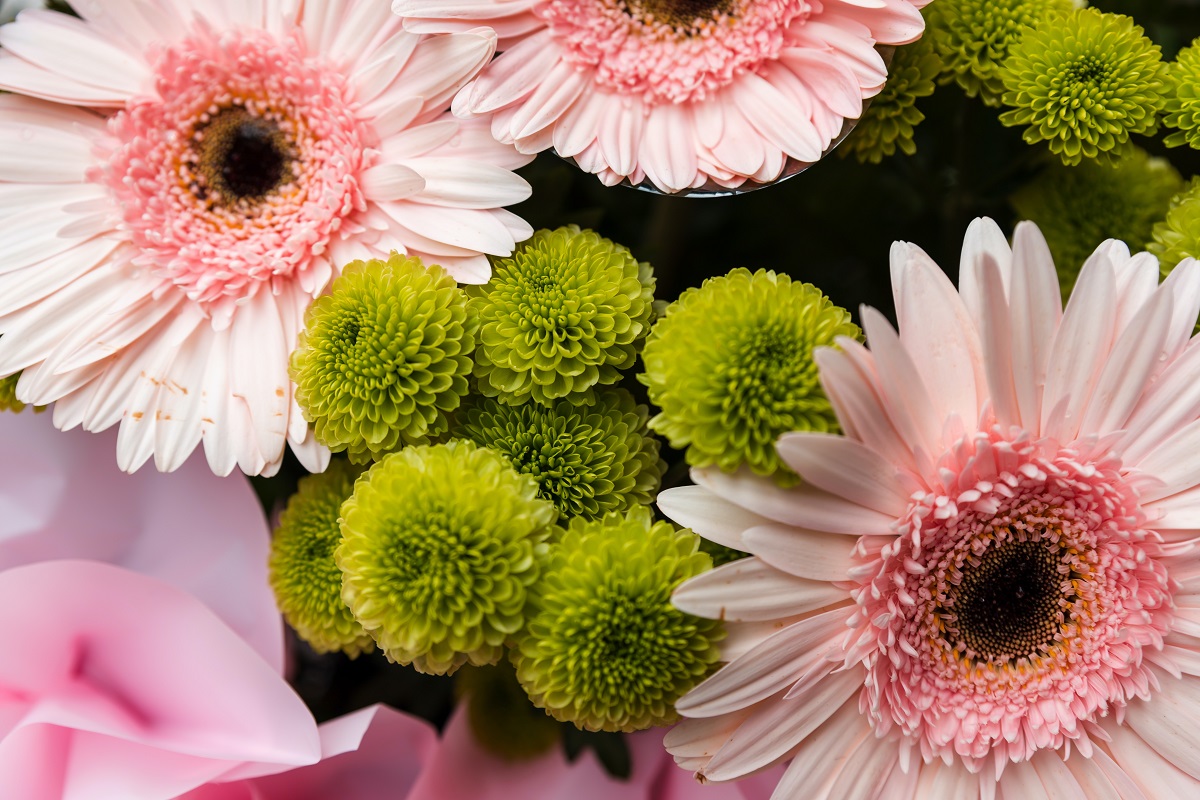bunga gerbera warna pink bunga gerbera pink