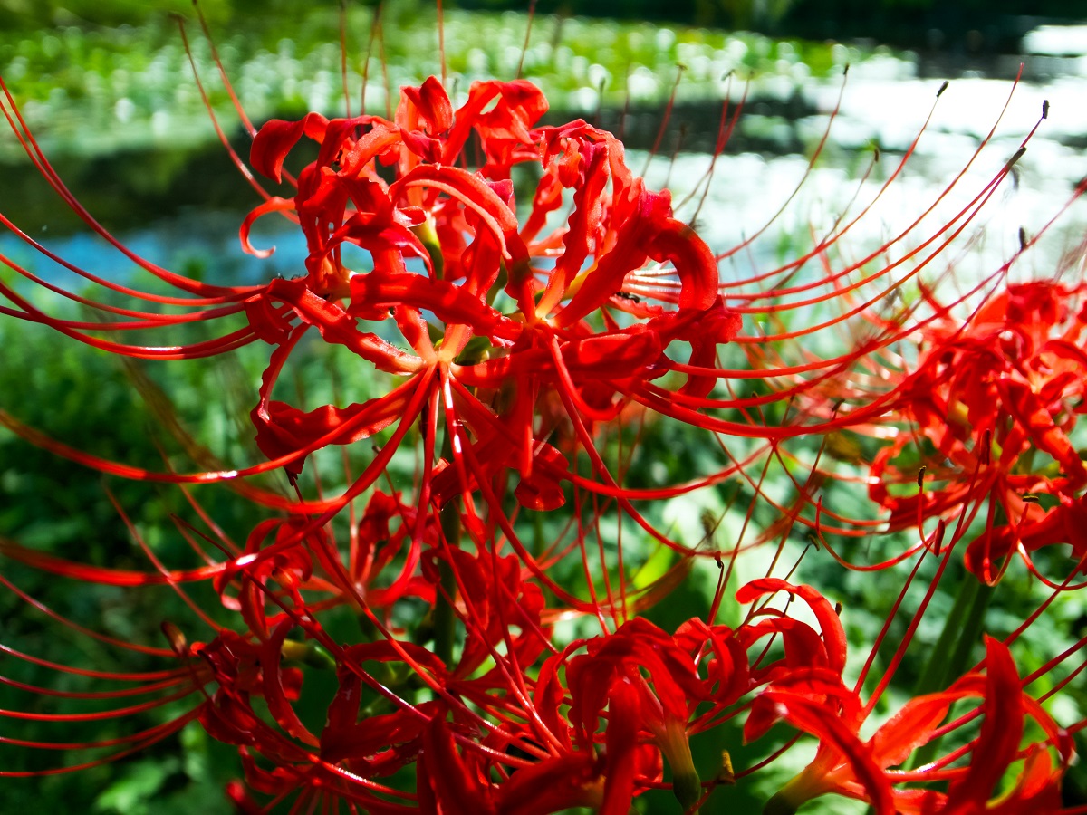 bunga-spider-lily bunga-spider-lily