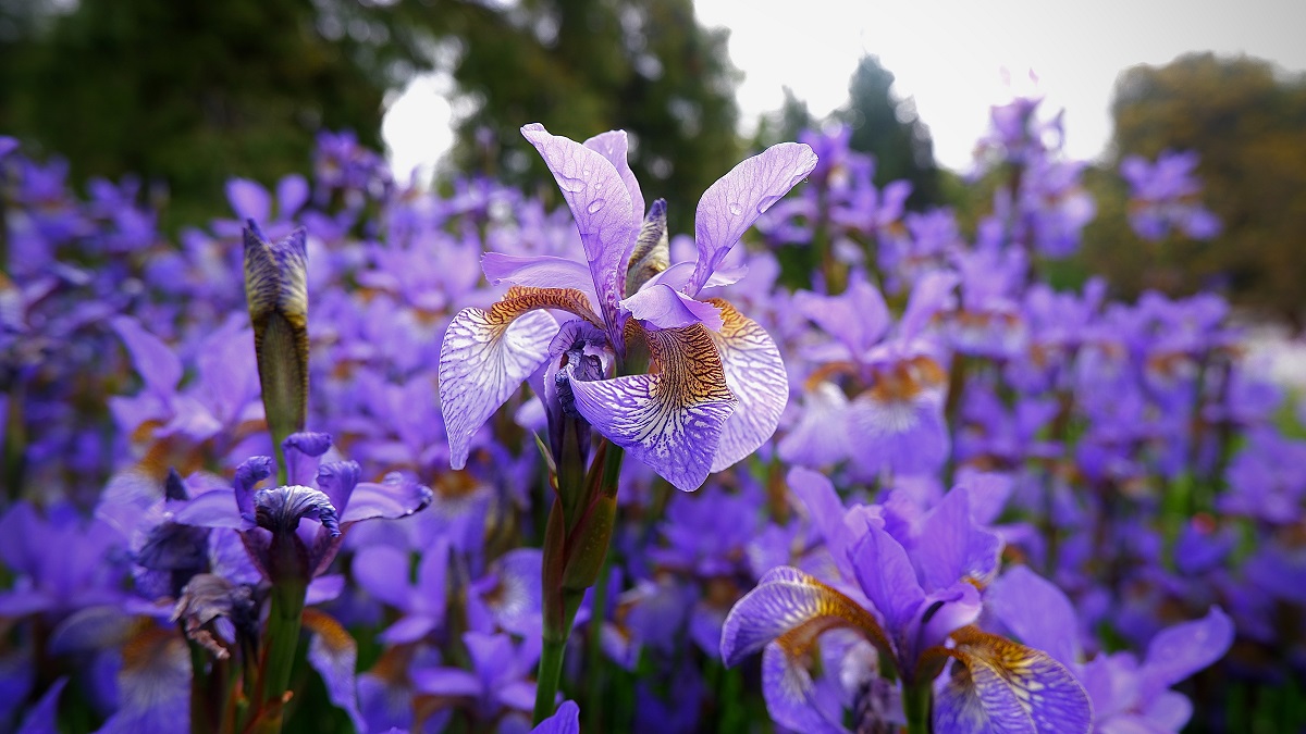 arti bunga iris arti bunga iris