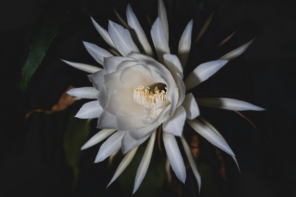 bunga kadupul bunga kadupul