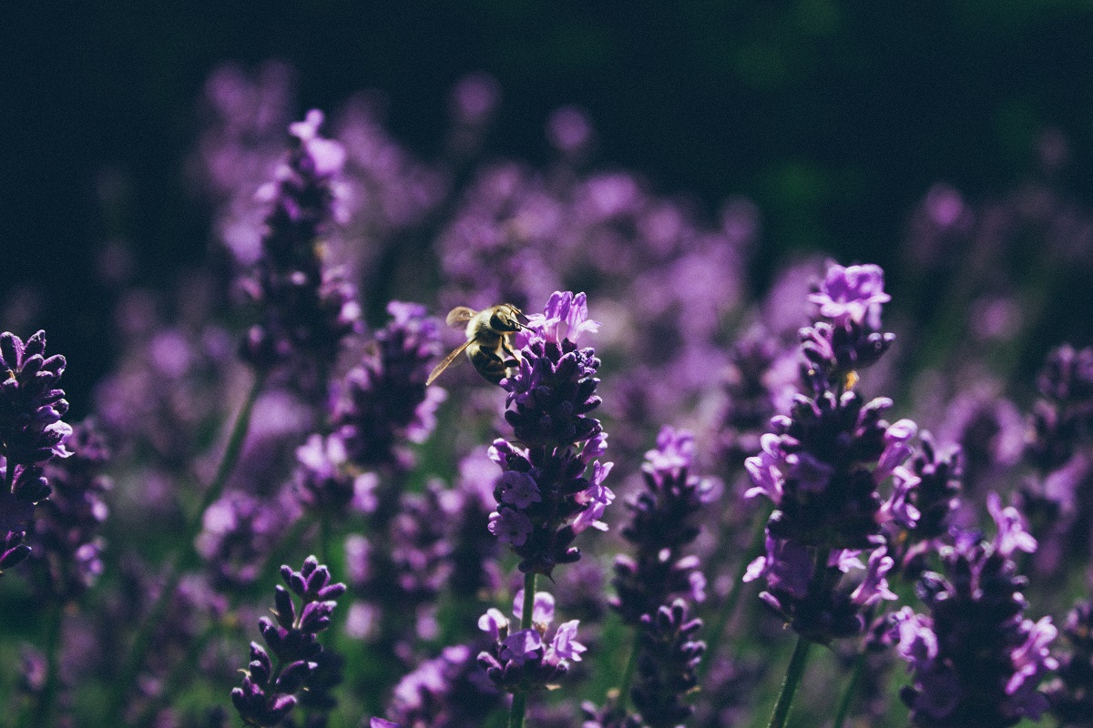 gambar bunga -  Lavender gambar bunga : Lavender