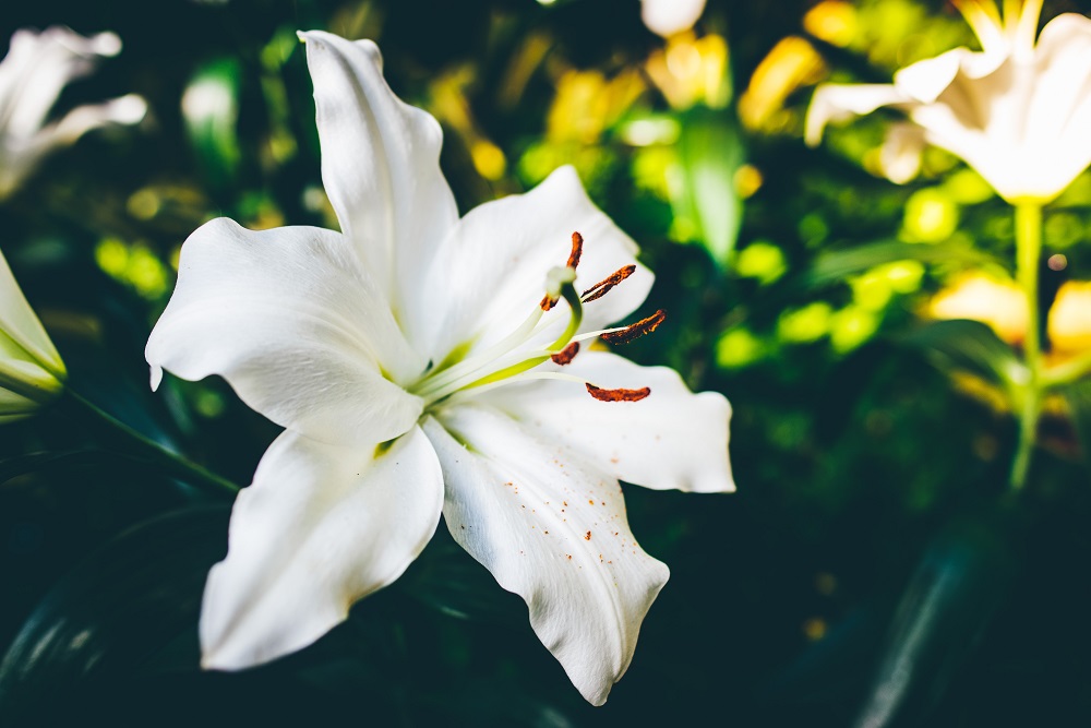 bunga lily bunga lily