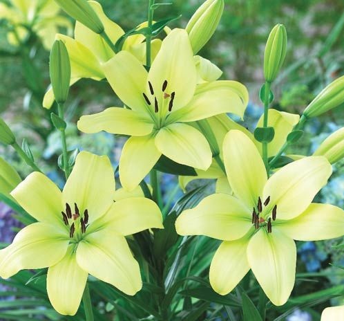 gambar bunga lily hijau gambar bunga lily hijau