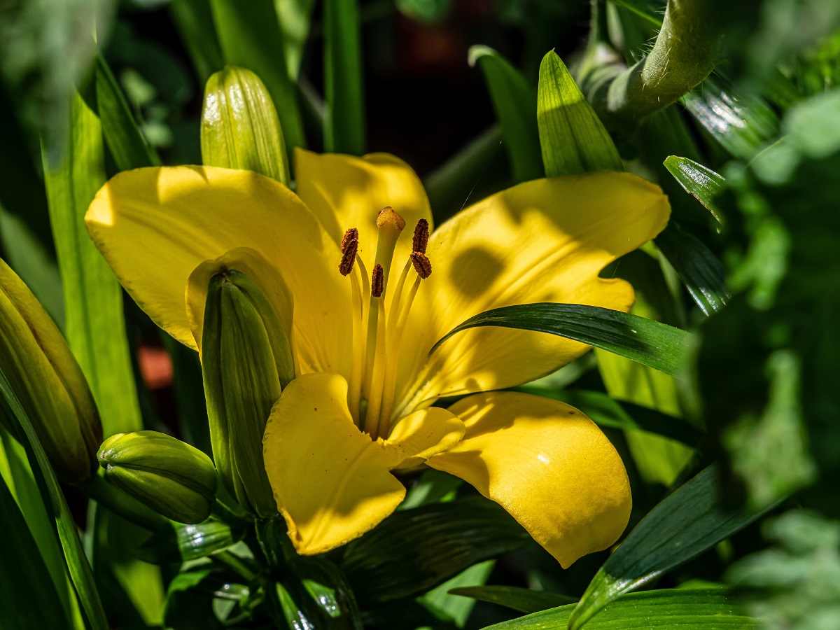 gambar bunga lily kuning gambar bunga lily kuning
