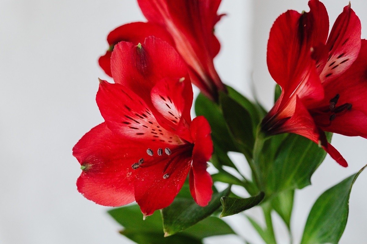 gambar bunga lily merah gambar bunga lily merah