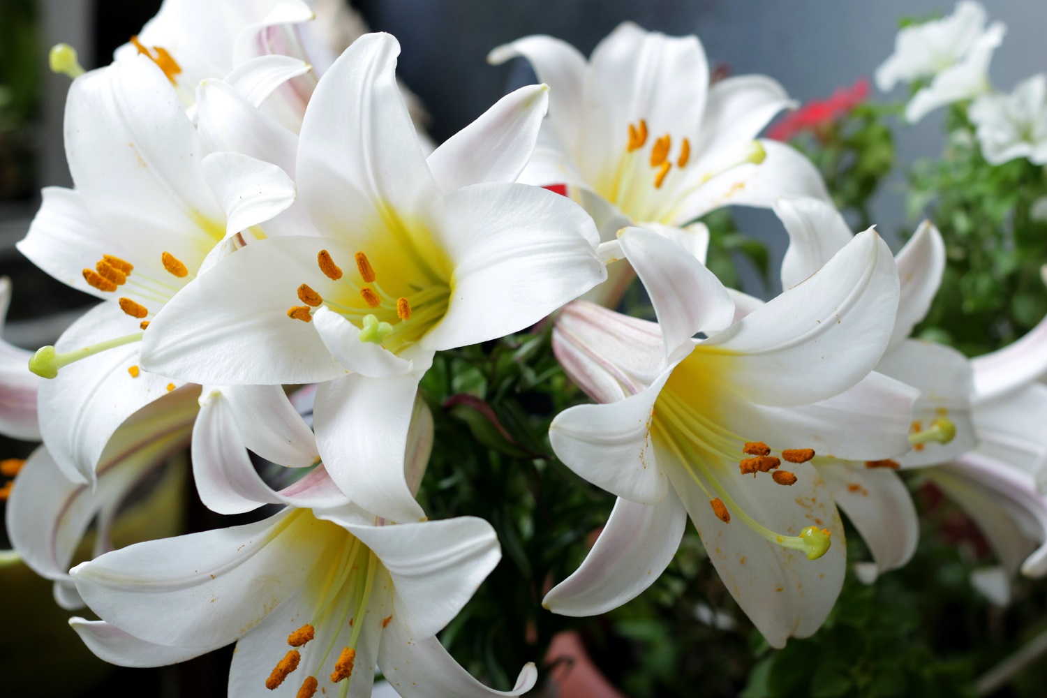 gambar bunga lily : casablanca gambar bunga lily : casablanca