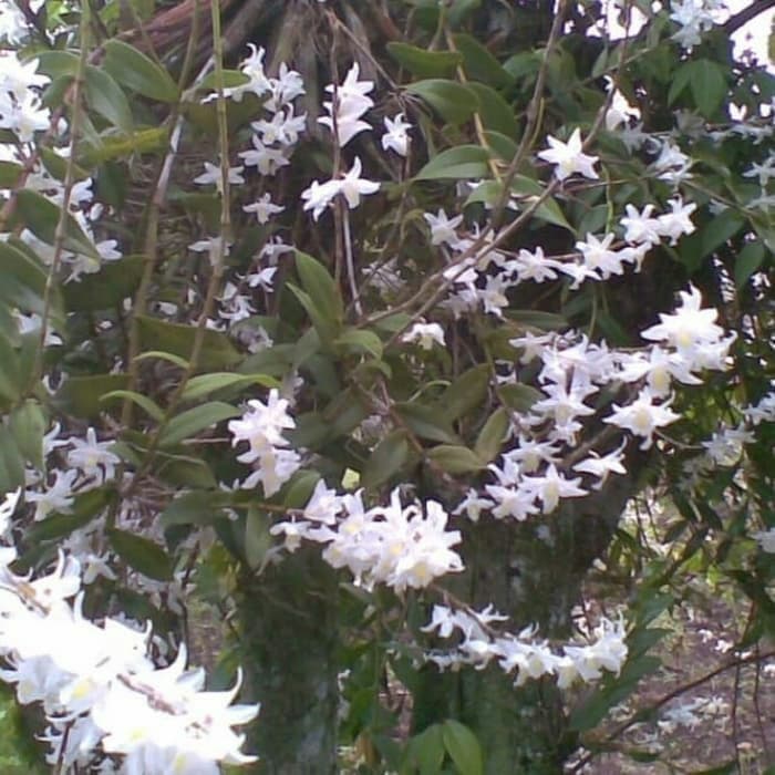 anggrek merpati anggrek merpati