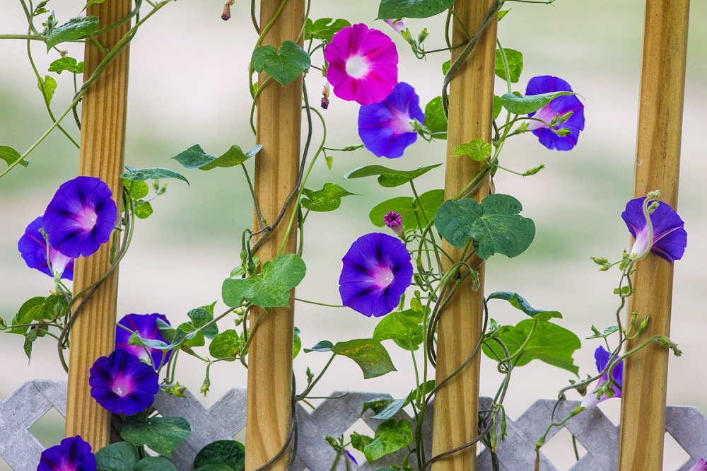 bunga morning glory bunga morning glory
