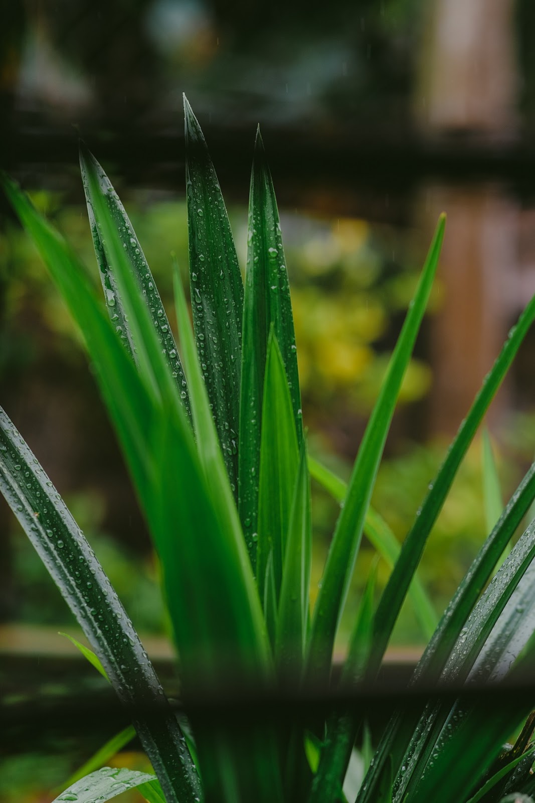 bunga pandan wangi : daun pandan wangi bunga pandan wangi : daun pandan wangi