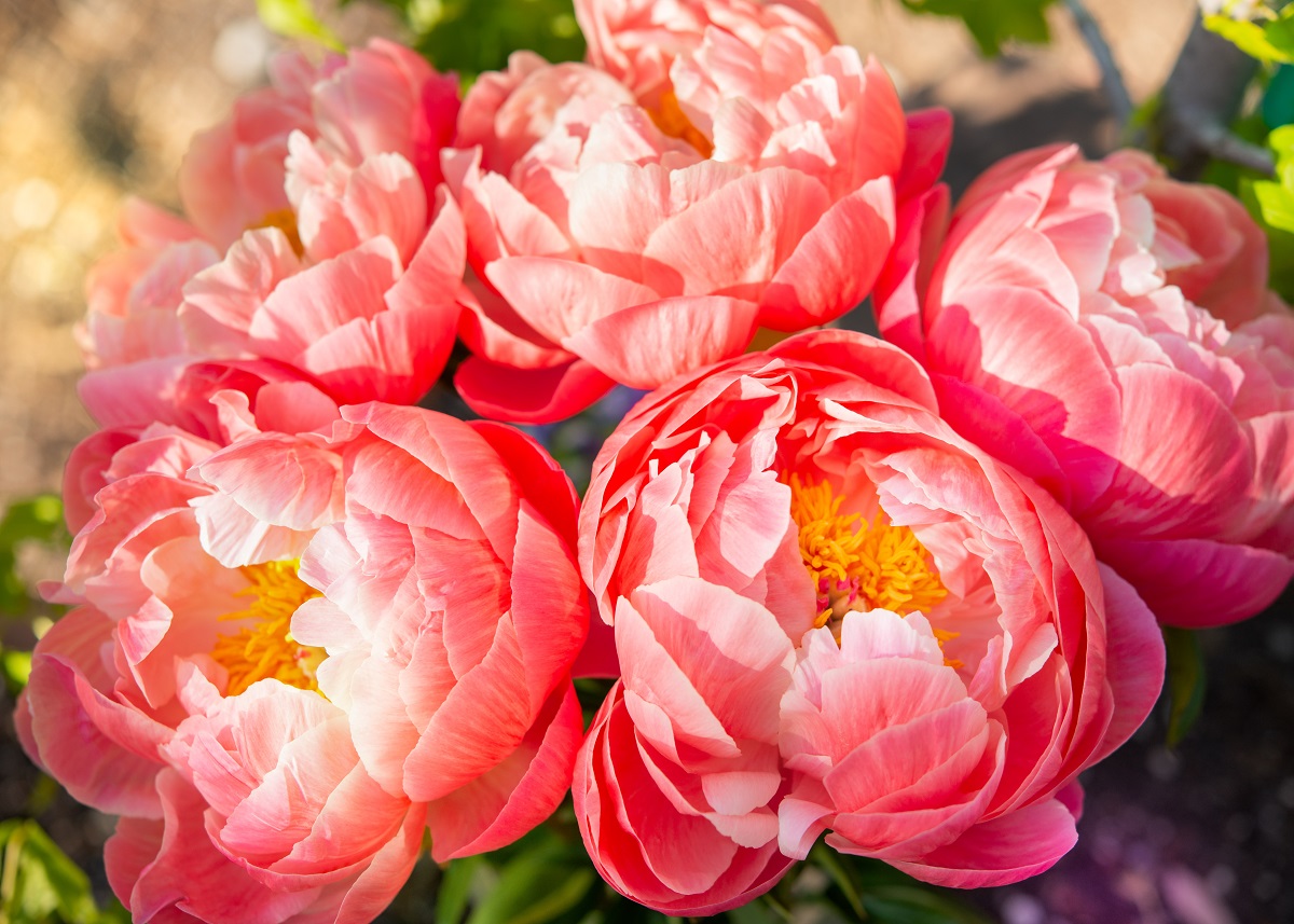 bunga peony bunga peony