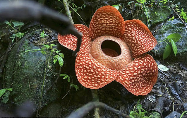 bunga raflesia arnordi bunga raflesia arnordi