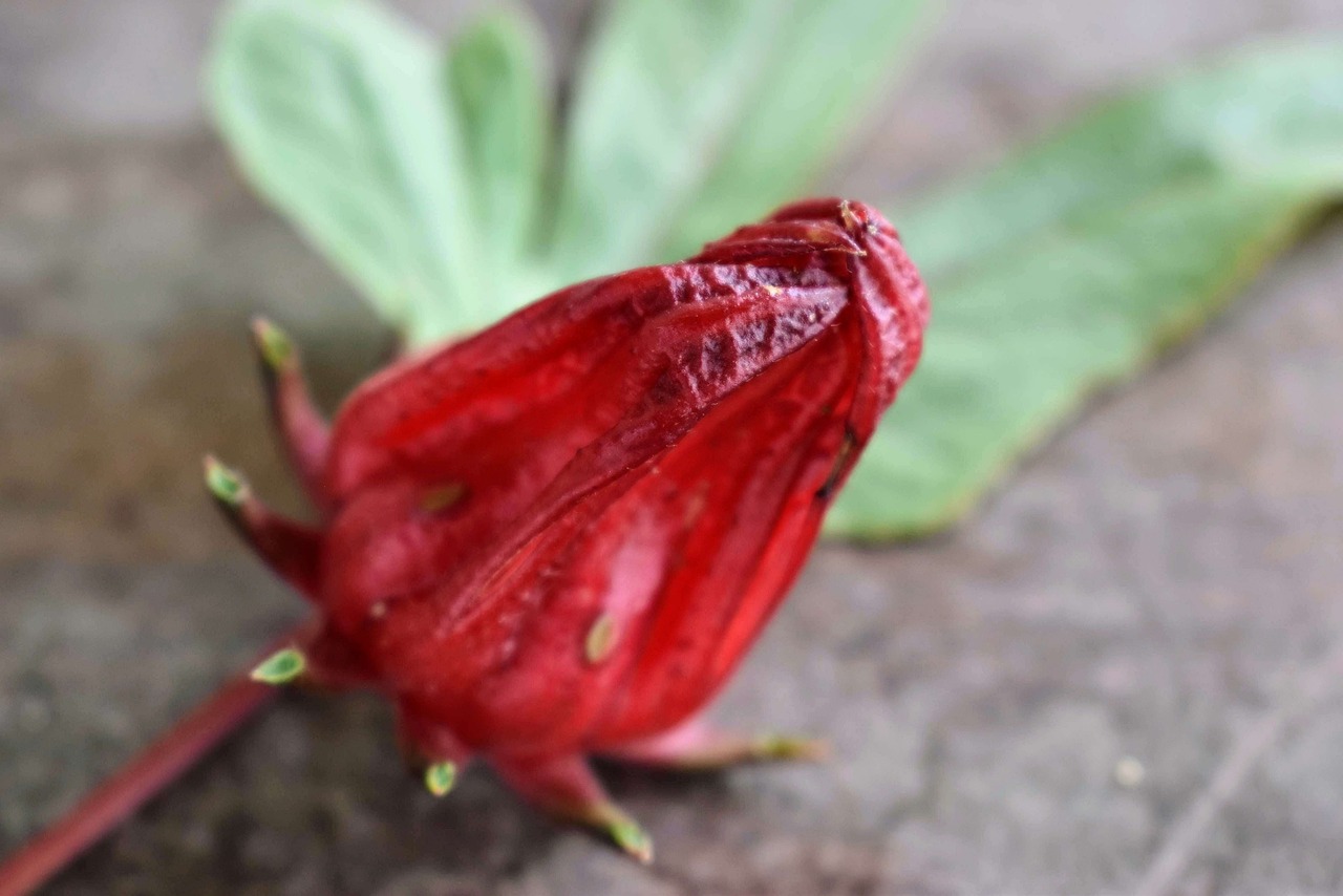 khasiat bunga rosella khasiat bunga rosella