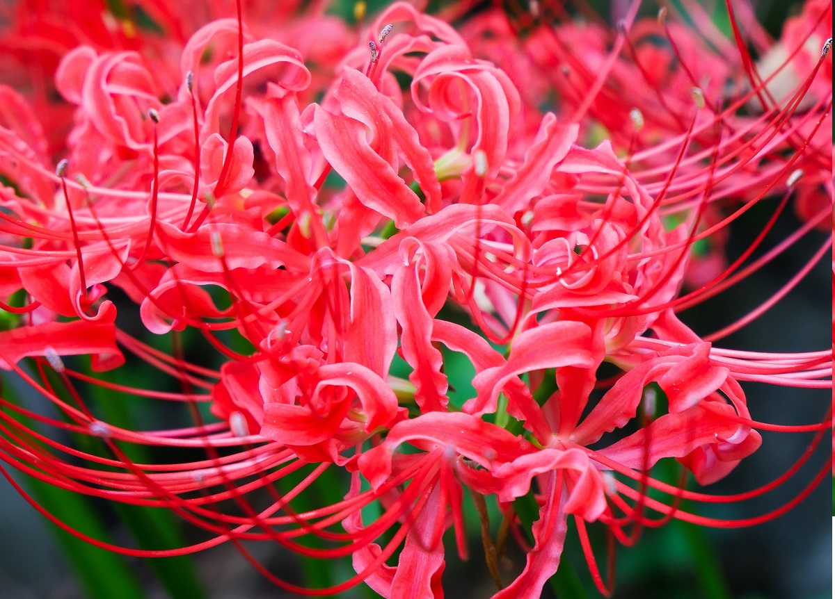 bunga higanbana bunga higanbana