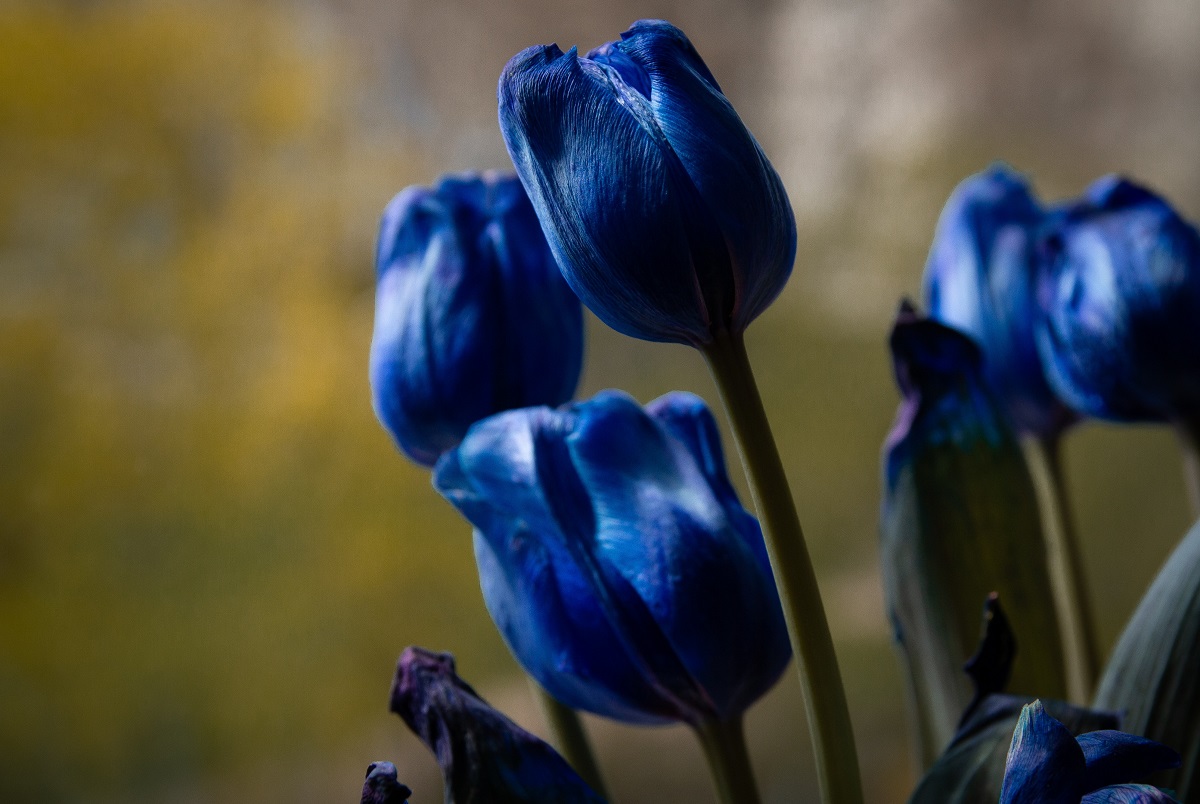 arti bunga tulip biru arti bunga tulip biru