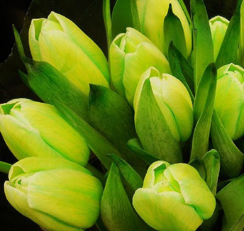 arti bunga tulip hijau arti bunga tulip hijau