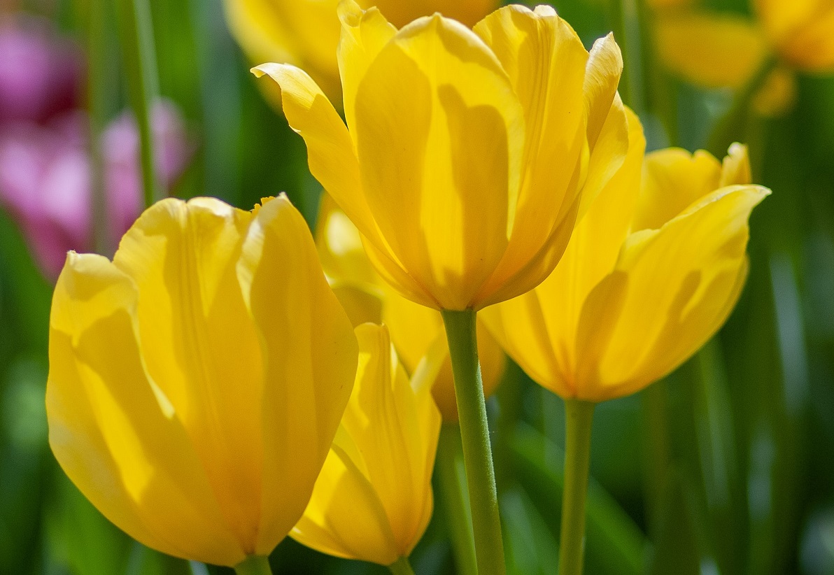 arti bunga tulip kuning arti bunga tulip kuning