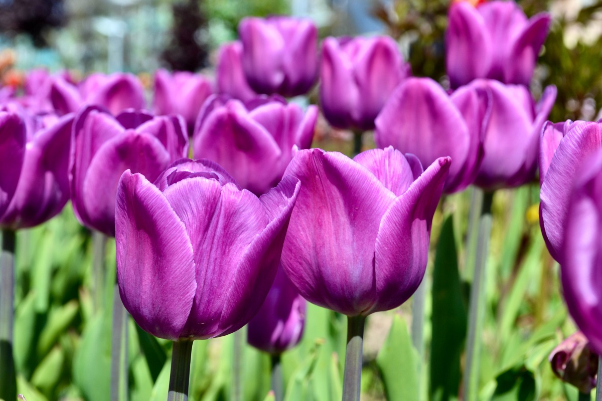 arti bunga tulip ungu arti bunga tulip ungu