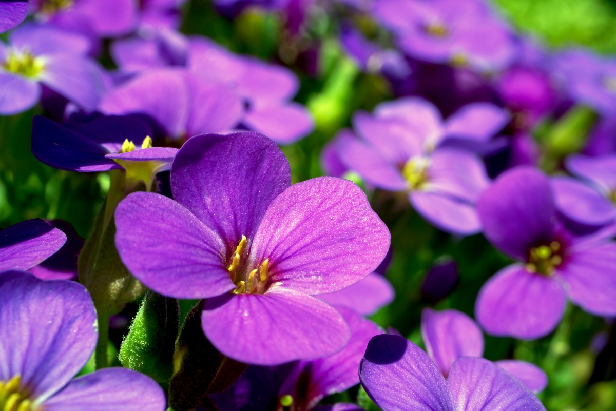 bunga violet bunga violet