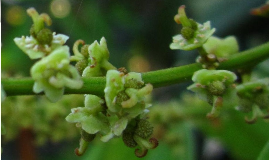 bunga hemafrodit rambutan bunga hemafrodit rambutan