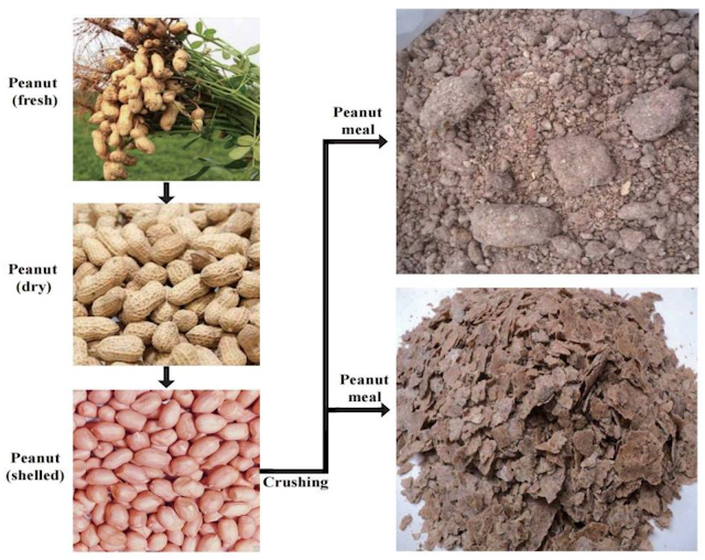 bungkil kacang bungkil kacang