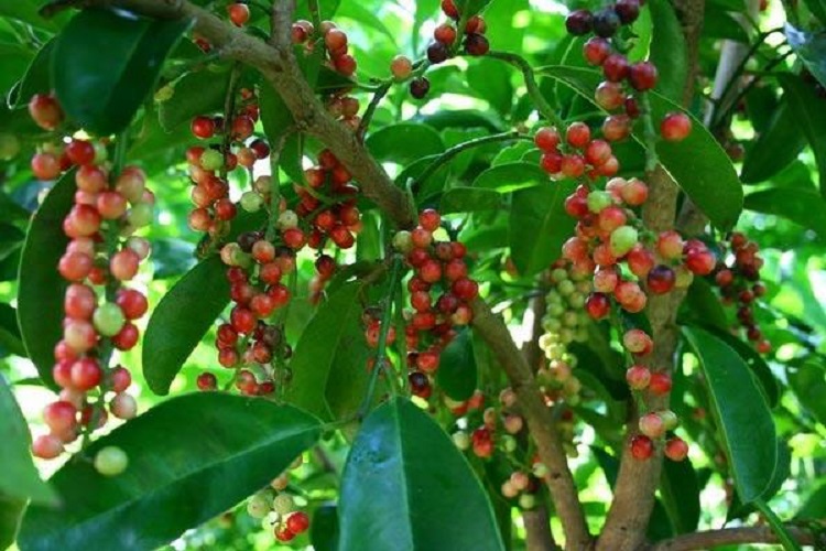 manfaat-buah-buni manfaat-buah-buni