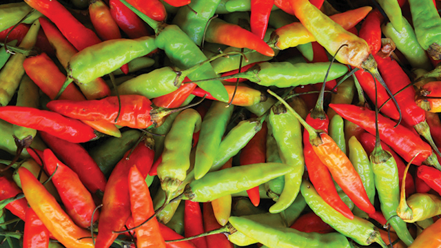 tanam cabe rawit cabe rawit