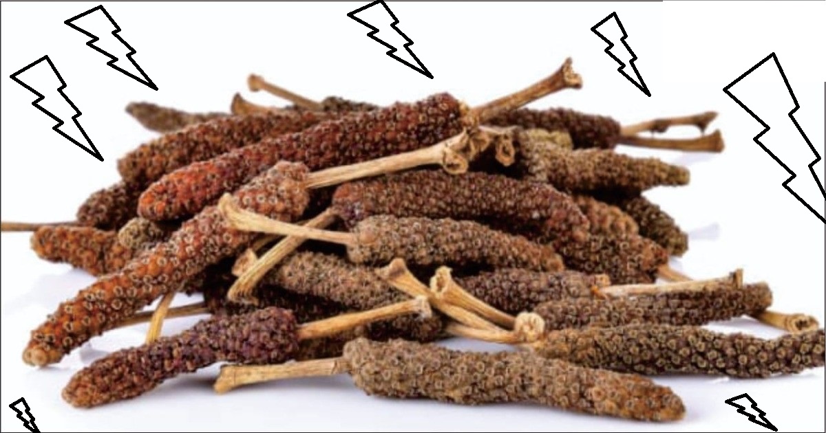 cabe puyang dikeringkan cabe puyang kering