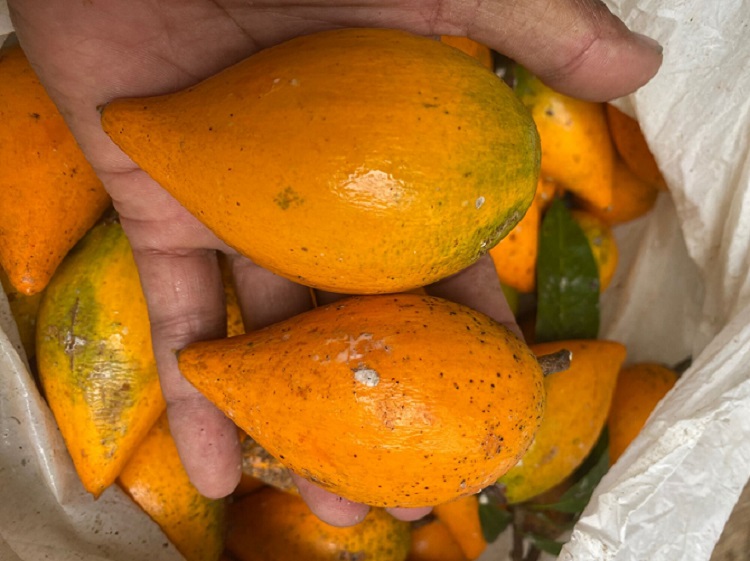 pohon-buah-campolay pohon-buah-campolay
