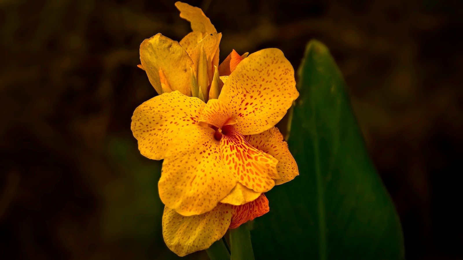 gambar bunga : lily gambar bunga : lily