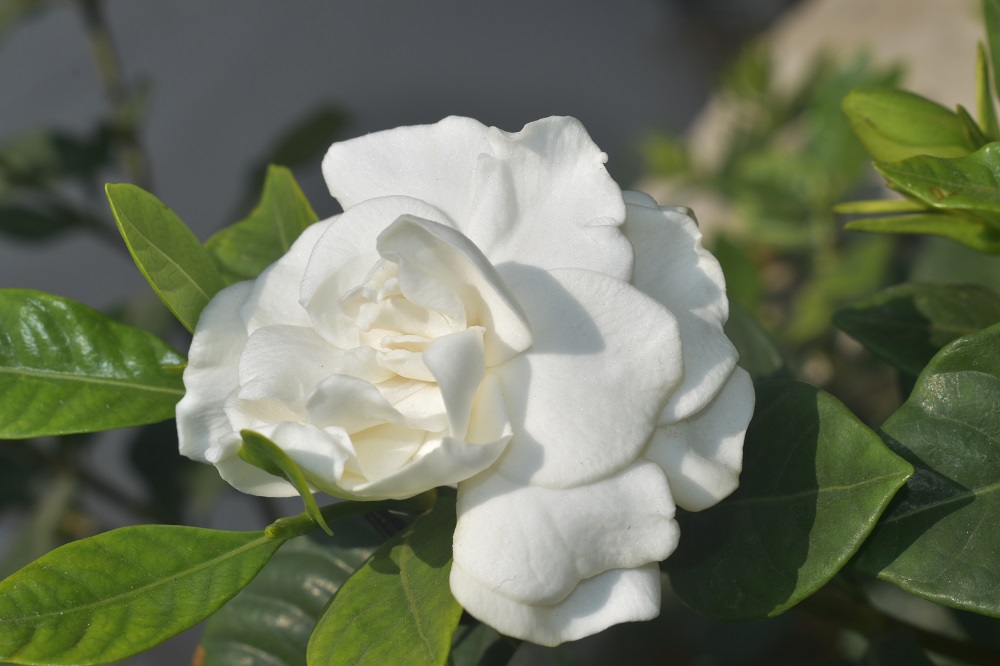 bunga gardenia bunga gardenia