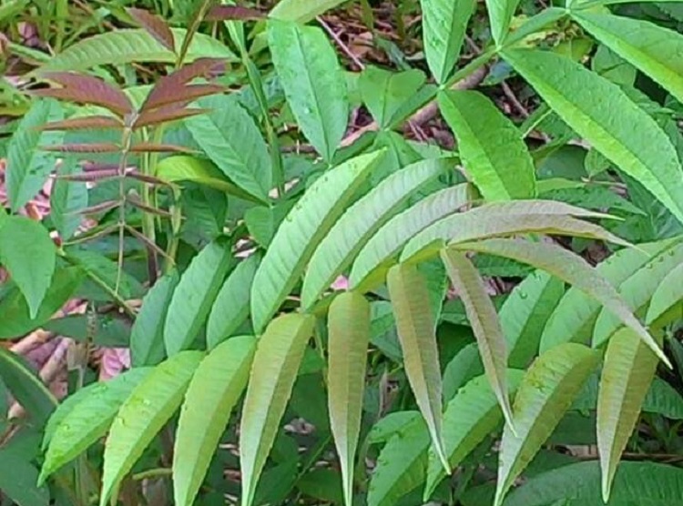 sungkai-pohon sungkai-pohon