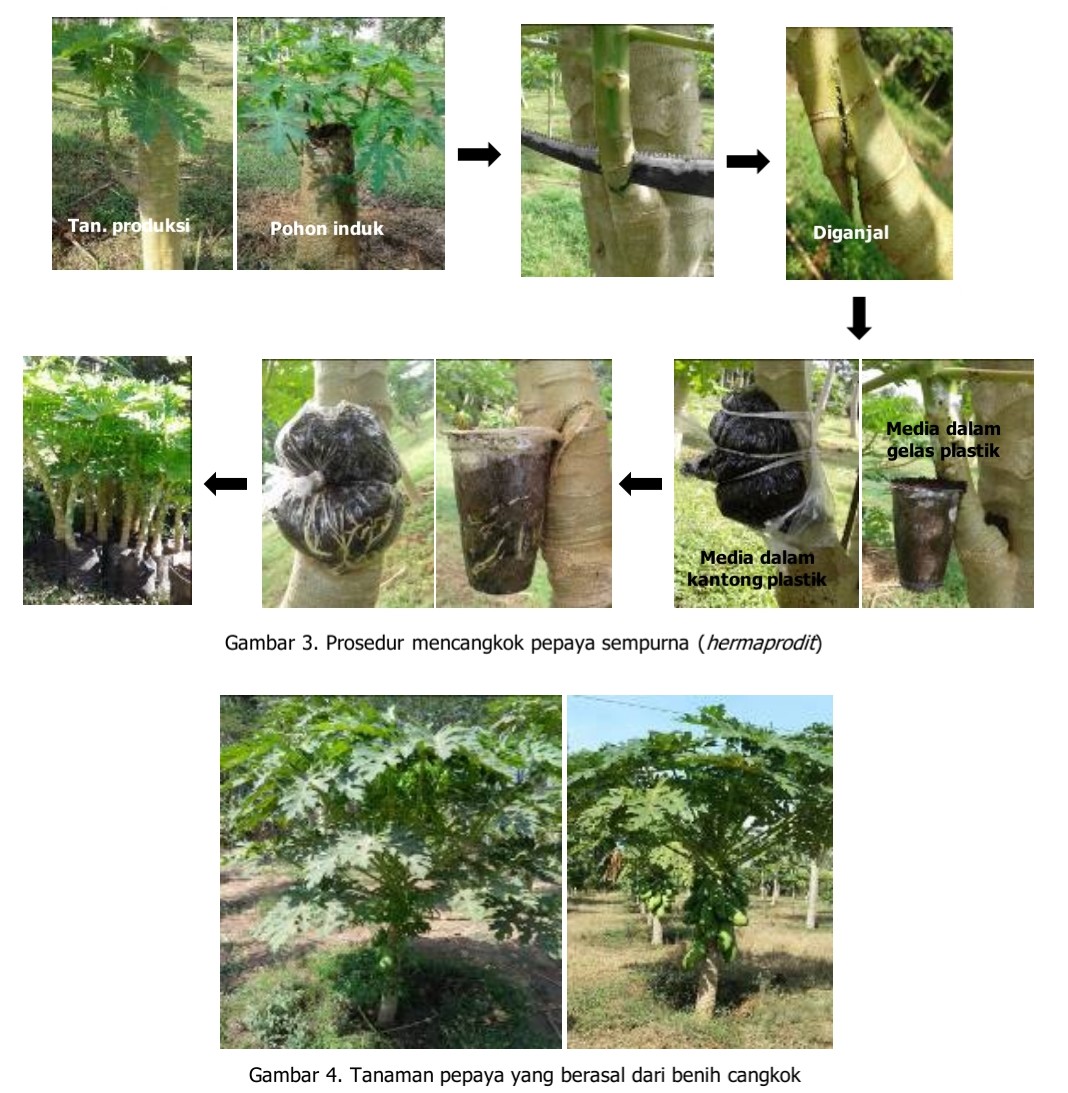 cara mencangkok pepaya