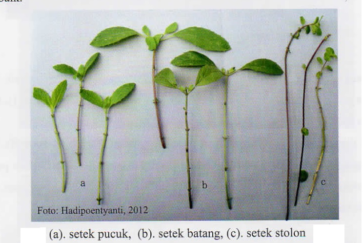 cara perbanyakan tanaman mint cara perbanyakan tanaman mint