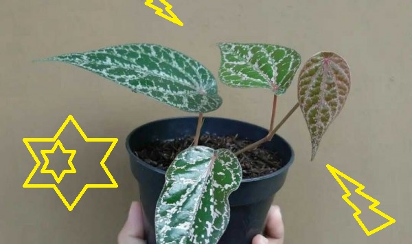 cara menanam tanaman sirih merah cara menanam sirih merah